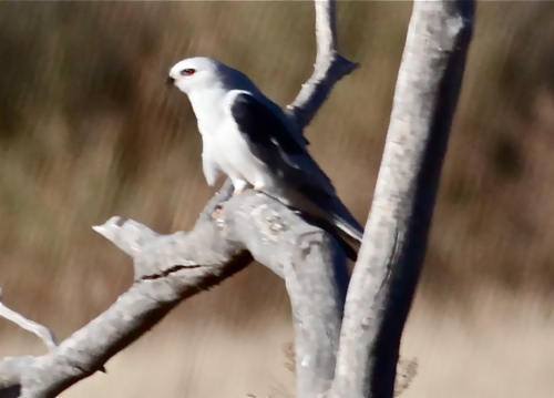 White-tailed Kite at Bosque del Apache National Wildlife Refuge, New Mexico.