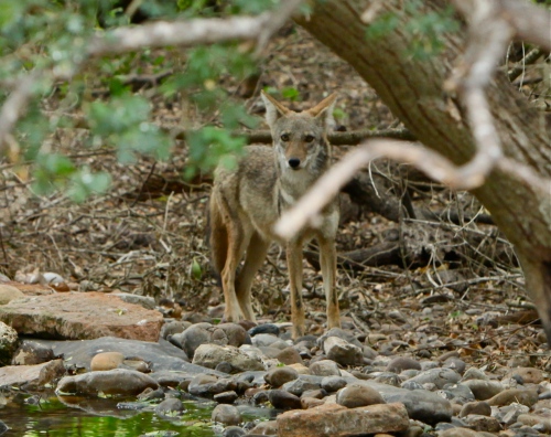 Coyote, Laguna Atascosa NWR, Texas.