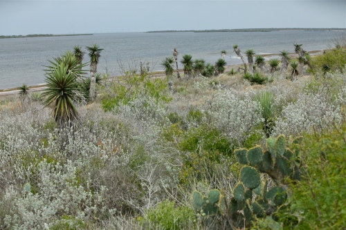 Laguna Madre Bay and desert scrub vegetation.