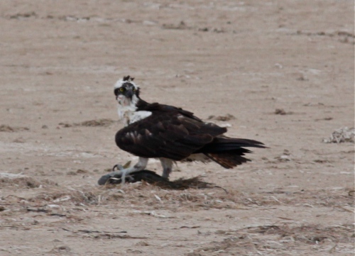 Osprey, Laguna Madre Bay, Laguna Atascosa NWR, Texas. 