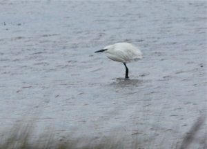 Reddish Egret (white morph), Laguna Madre Bay, Laguna Atascosa NWR, Texas.