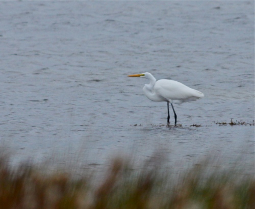 Great Egret, Laguna Madre Bay, Laguna Atascosa NWR, Texas.