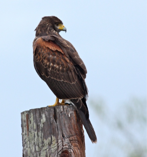 Harris Hawk, Laguna Atascosa NWR, Texas. 