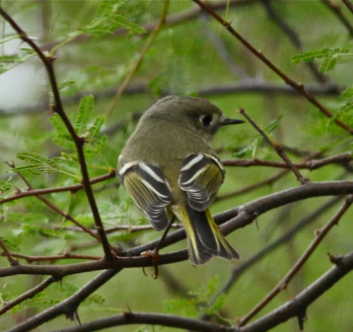 Ruby-crowned Kinglet, another view, SPI Convention Center