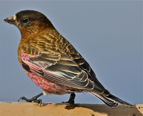 Brown-capped Rosy-Finch, Sandia Crest, New Mexico