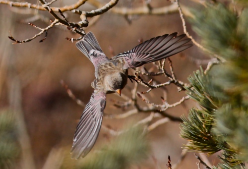Black Rosy-Finch, Sandia Crest, New Mexico