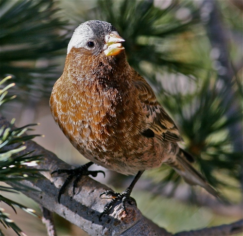 Gray-crowned Rosy-Finch, Sandia Crest, New Mexico
